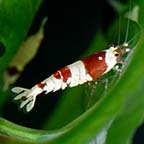 Blood Red Crystal Shrimp