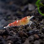 Red Christmas Crystal Shrimp Group