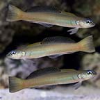 Green Silk Gudgeon Dartfish Green Silk Gudgeon Dartfish