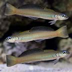 Green Silk Gudgeon Dartfish Duo with 1 FREE Green Silk Gudgeon Dartfish