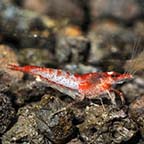 Red Glaze Shrimp