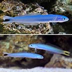 Blue Gudgeon Dartfish Duo with 1 Free Blue Gudgeon Dartfish