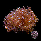 Frogspawn Coral