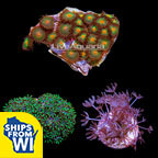 Coral Frag 3 Pack, Blue Edition