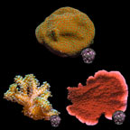 LiveAquaria® CCGC Aquacultured Coral Frag Pack, Orange Edition