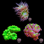 LiveAquaria® CCGC Aquacultured Coral Frag 3 Pack, Neon Edition