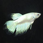 Delta Tail Betta, Female