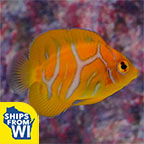 Regal Angelfish, Fancy Juvenile EXPERT ONLY