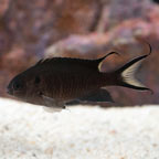 DAMSEL-SCISSOR TAIL DAMSEL ML 