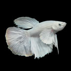 Halfmoon Platinum Betta, Male – Tropical fish for freshwater aquariums