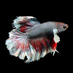 Halfmoon Elephant Ear Betta - Male