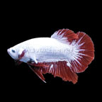 Snow White Placket Betta (Red Dragon HMPK)