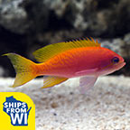 Bimaculatus Anthias