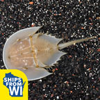 Horseshoe Crab