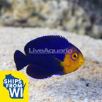 Pygmy (Cherub) Angelfish