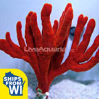 Tree Sponge EXPERT ONLY
