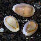 Money Cowrie Snail