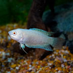 ALBINO PARADISE GOURAMI