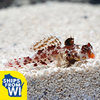 Scooter Red Blenny 