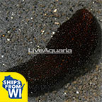 Sea Cucumber, Black EXPERT ONLY