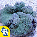 Haddon's Carpet Anemone