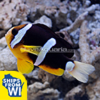 Clarkii Clownfish 