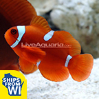 Maroon Clownfish