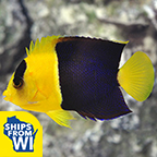 Bicolor Angelfish 