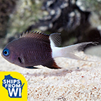 Black & White Chromis 