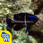 Blue Velvet Damselfish Groups of 3 and 6