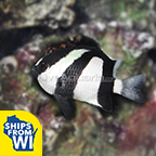 Three Stripe Damselfish Groups of 3 and 6