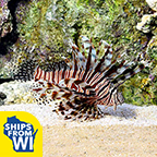 Volitan Lionfish, Colored