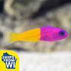 Bicolor Dottyback