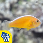 Orange Skunk Clownfish