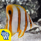 Copperband Butterflyfish