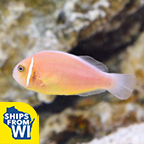 Captive-Bred Pink Skunk Clownfish