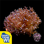 LiveAquaria® CCGC Aquacultured Green Frogspawn Coral