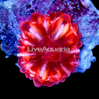 Red Cynarina Button Coral