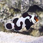 Wide-Bar Black Gladiator Clownfish, Captive-Bred