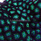 Colony Polyp, Green