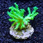 Biota Aquacultured Corals