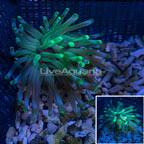 Condy Anemone