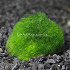 Moss Ball