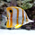 Copperband Butterflyfish