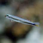 Rao's Dart Goby