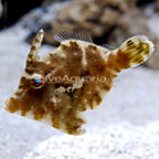 Jade Filefish