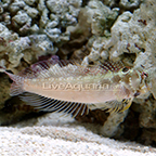 One Spot Blenny