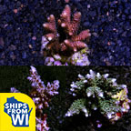 Maricultured Acropora Pack