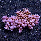 Acropora granulosa - Bali Maricultured