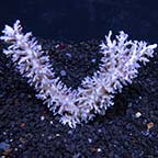 Acropora echinata - Bali Maricultured (Acropora echinata)